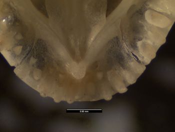 Media type: image;   Herpetology R-171407